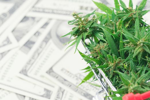 fresh marijuana flower on hundred dollar banknote