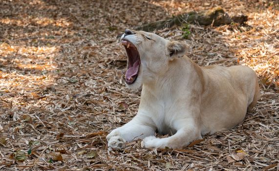 female african lion relax and lay down on the ground