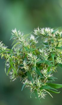 marijuana (Cannabis sativa) flowering ready to harvest