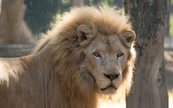 male white lion in captive environment