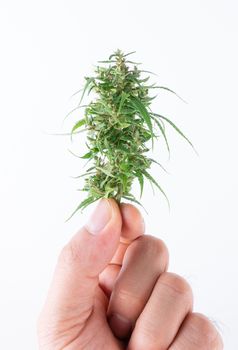 Hand holding fresh marijuana isolated on white background