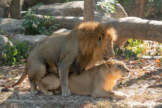 couple of lions having sex