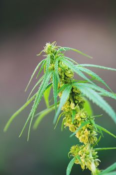 Close up male cannabis plant with pollen sacks