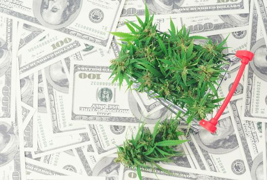 fresh marijuana flower on hundred dollar banknote