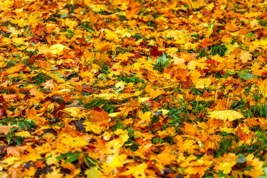 Autumn background from fallen maple leaves with selective focus and shallow depth of field - made by telephoto lens