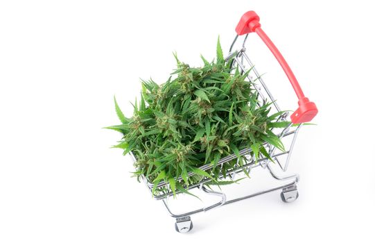 fresh marijuana flower in shopping cart isolated on white background