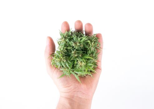 Hand holding fresh marijuana isolated on white background