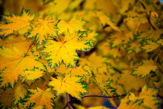 autumn background with colorful yellow maple leaves on tree - selective focus close-up shot telephoto