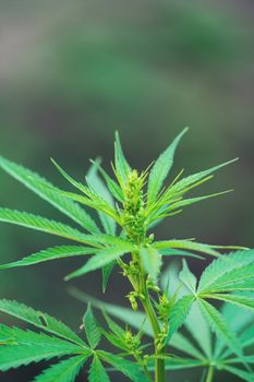 Close up male cannabis plant with pollen sacks