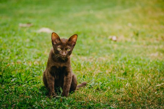 Brown cat is looking the camera and sitting on the grass in the garden with sunlight. Thailand cat on the lawn.