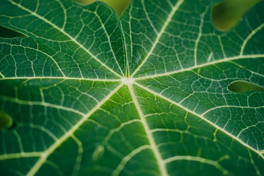 Close-up of Fresh papaya leave with detail texture network.