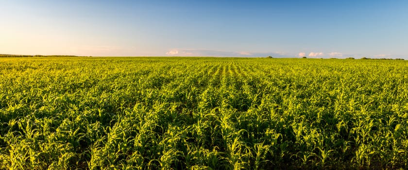 Agricultural field with young green corn on a clear sunny evening with clear blue skies. Panorama.