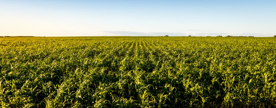 Agricultural field with young green corn on a clear sunny evening with clear blue skies. Panorama.