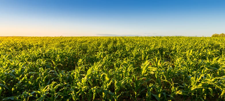 Agricultural field with young green corn on a clear sunny evening with clear blue skies. Panorama.