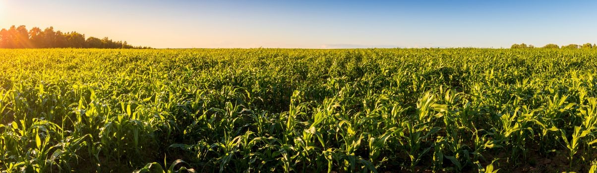 Agricultural field with young green corn on a clear sunny evening with clear blue skies. Panorama.