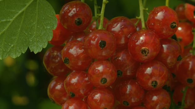 Close up wet red currant bush in the garden. Sunny weather, sun reflected in the drops of water. Macro shooting. Gardening, growing berries