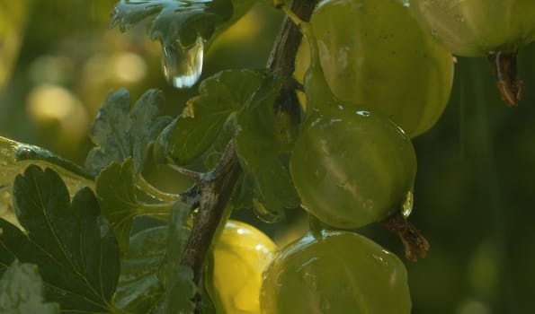 Macro shot of ripe gooseberries on a branch under the rain. Close up water drops falling from the leaves. Gardening, growing berries. Healthy fresh food concept