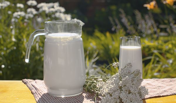 Close up of a jug of milk and wildflowers on a wooden table in the garden of a country house on natural background. A bouquet of daisies and a blue napkin