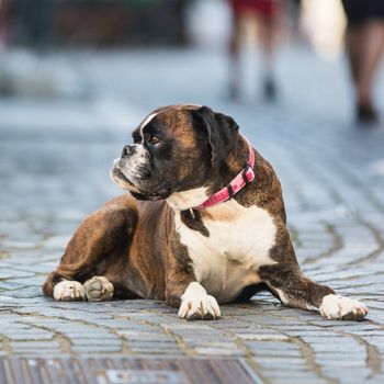 Beautiful german boxer dog wearing red collar, lying outdoors on the street.