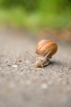 Snail on the road close up macro shot