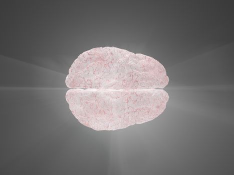 Human brain model. 3D rendering