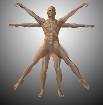 Vitruvian anatomy. Human model. 3D rendering