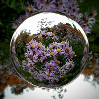 Purple flowers reflects in crystal ball