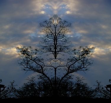 Surreal trees at the dusk