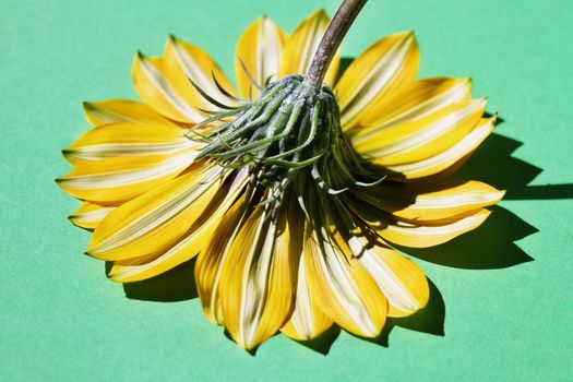 Beautiful white -yellow flower corolla with green sepals on colored background , gazania flower head ,