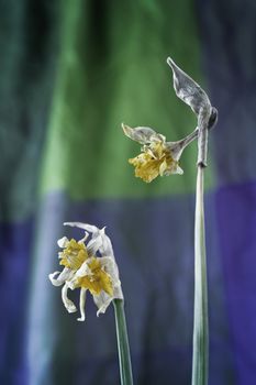 Yellow faded  narcissus flowers  - daffodil - on colored  background , beautiful thin green stalks with green petals