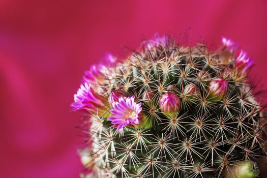 Cactus corolla with bright  flowers with pink petals  yellow stamen  and beautiful spines ,studio shot