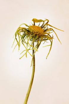 Beautiful flower corolla with long dried petals and thin stem  , gazania flower head ,