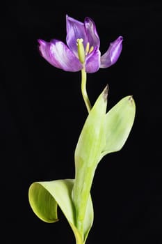 One pink and white tulip in bloom on black background , beautiful green stem with leaves ,part of the leaves are dried