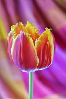 One red and yellow tulip flower in bloom  on colored background ,