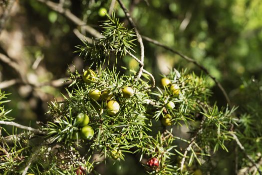 Branch of cade juniper -juniperus oxycedrus or prickly juniper -, green leaves and  green cones 