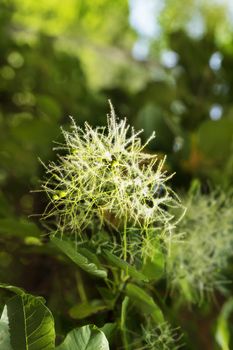 Foliage and flower of European smoke tree -cotinus coggygria -, beautiful  yellow-white plume , out of focus background