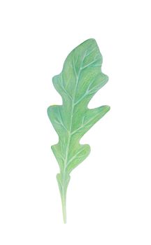 Arugula rucola, rocket salad fresh green leaf isolated on white background. Watercolor hand drawn illustration. Fresh herbs. Vegetarian Ingredient.For logo, packaging, print, organic food,market store