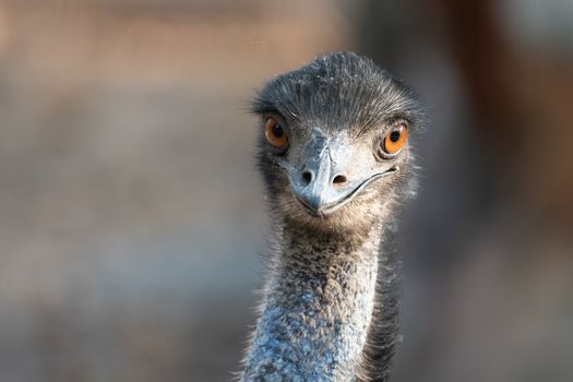 Close up of the head and neck of an emu