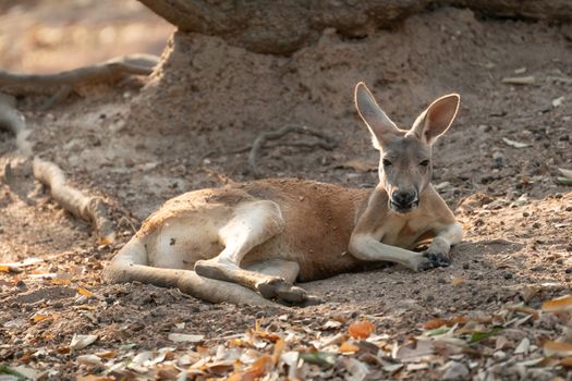 kangaroo lying on the ground