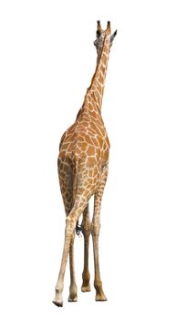 giraffe isolated on white background