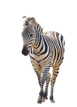 zebra isolated on white background