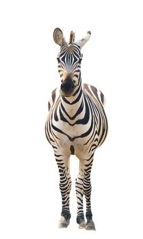 zebra isolated on white background