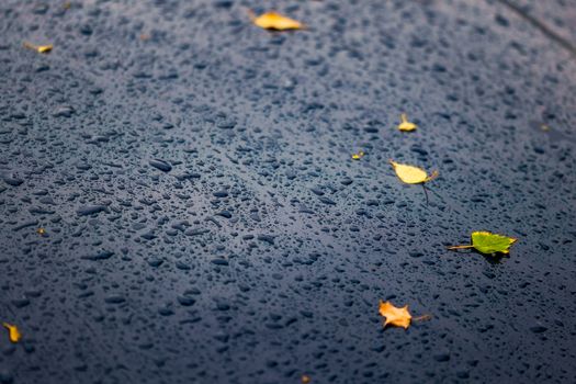 a black car's surface at autumn rainy day with yellow birch leaves - selective focus with blur closeup composition