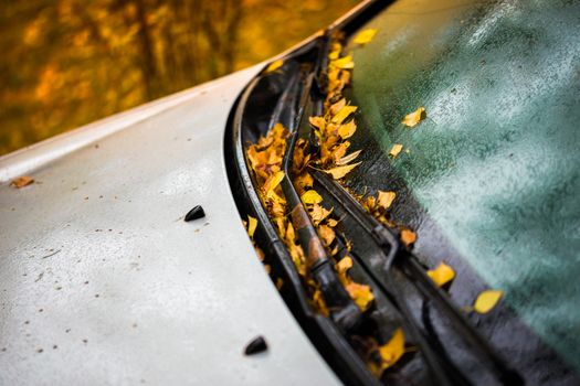 white car at autumn rainy morning with orange birch leaves - closeup with selective focus win blur.