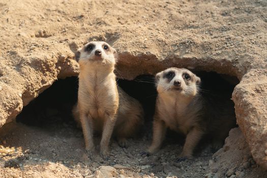 cute meerkat ( Suricata suricatta ) standing at cave entrance