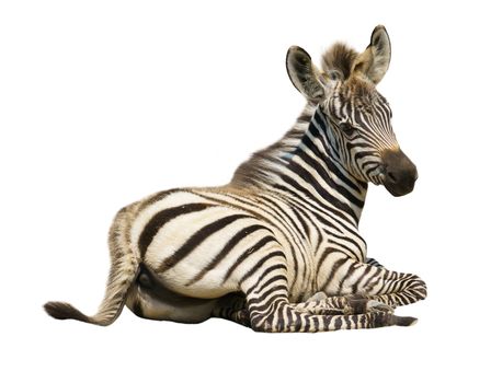 young zebra isolated on white background