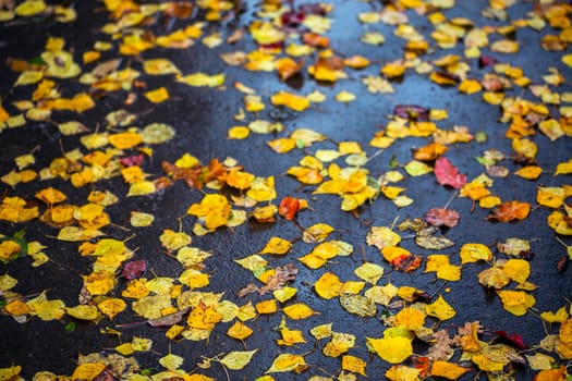 birch leaves on wet asphalt - autumn daylight background with selective focus and blur