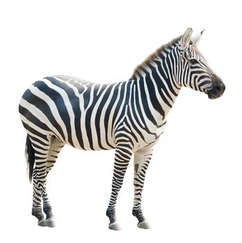 zebra isolated on white background