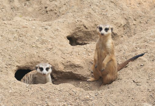 cute meerkat ( Suricata suricatta ) standing at cave entrance