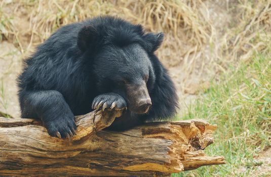 asiatic black bear or moon bear